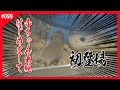 【ハムスター】赤ちゃん生後10日目 生きとったんかワレ！赤ちゃん初目撃！「ロボロフスキーハムスター 飼い方 かわいい 可愛い 癒し おもしろ 仓鼠 roborovski hamster」#099