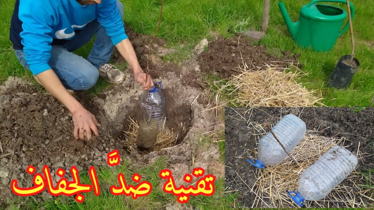 طريقة مبتكرة لغرس الأشجار ومحاربة الجفاف