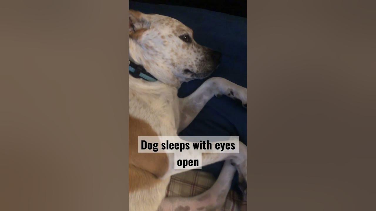 dog-sleeps-with-eyes-open-dog-pets-doglover-reels-youtube