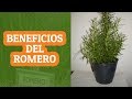 Romero una planta medicinal con muchsimos beneficios  y un rico condimento