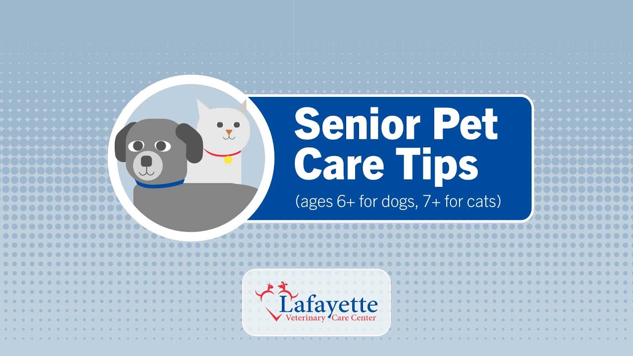 Senior Pet Care Tips Senior Pet Care Tips