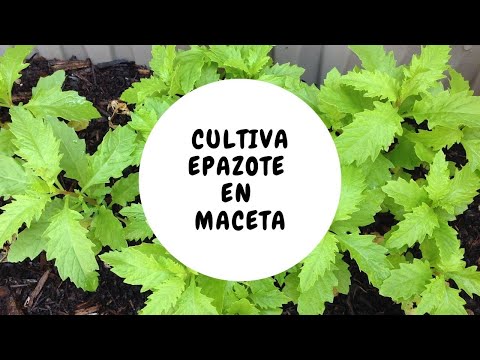 Vídeo: Epazote Herb Growing - Como cultivar plantas Epazote