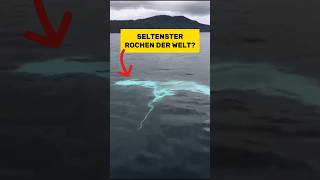 Nur 1% aller Mantas sind weiß 😲 | RasasWelt | #shorts