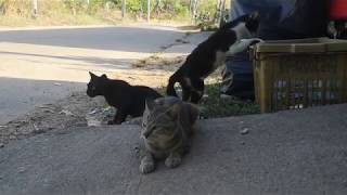 Three street cats are looking for food on the island by StreetWorld Cats 132 views 4 years ago 2 minutes, 31 seconds
