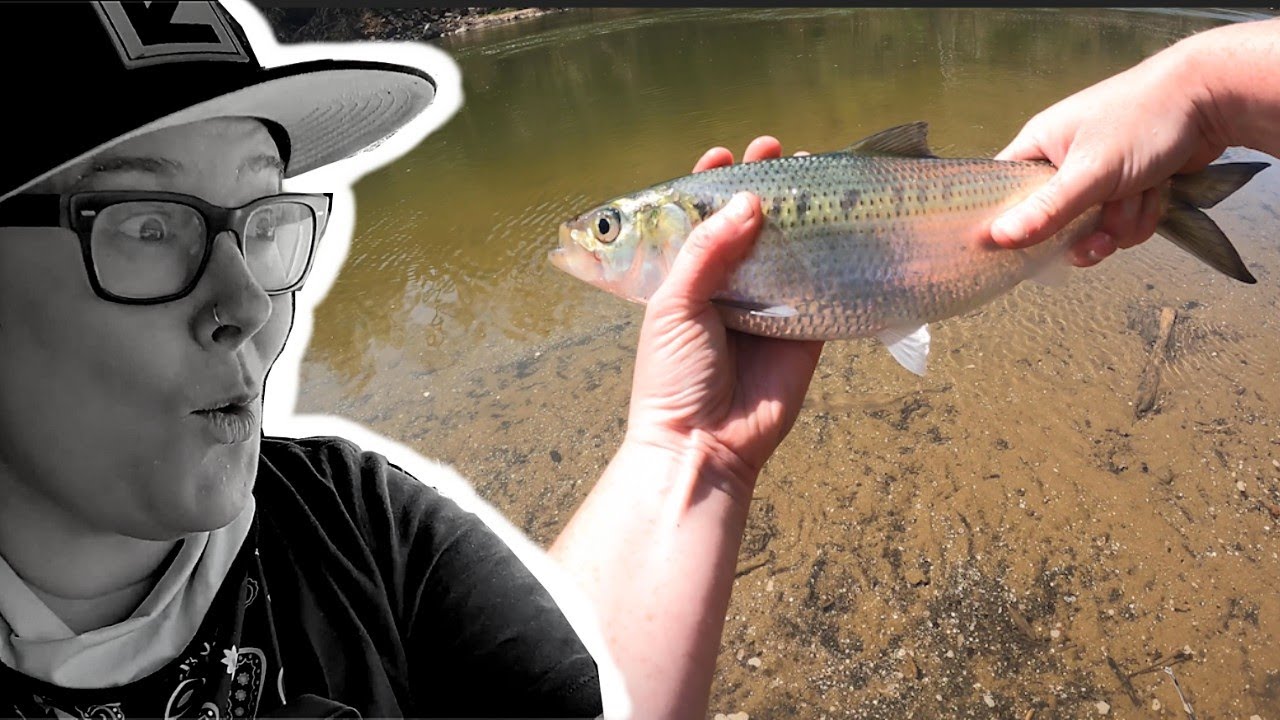 Mastering the Potomac river shad run (I lost count!) YouTube