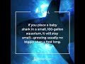 The Aquarium Shark I Biologix Center for Optimum Health