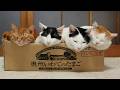 かご猫LIVE配信　2026年7月11日