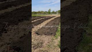 Want to Start flower farming? Advice for a new flower farmer! #flowerfarm