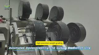 Automated Oyster Cleaning and Sorting Production Line