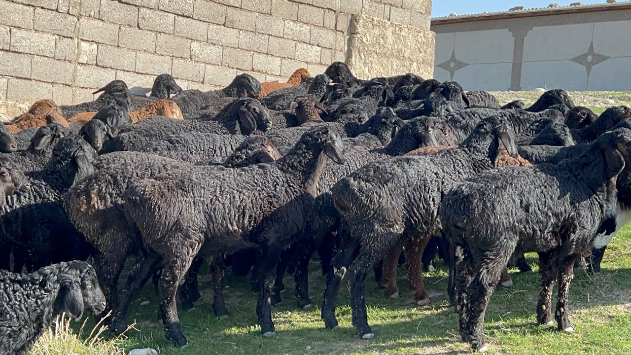 100БОШ СУТ ҚӮЗИЛАР КЕЛДИ. ☎️+998919598228