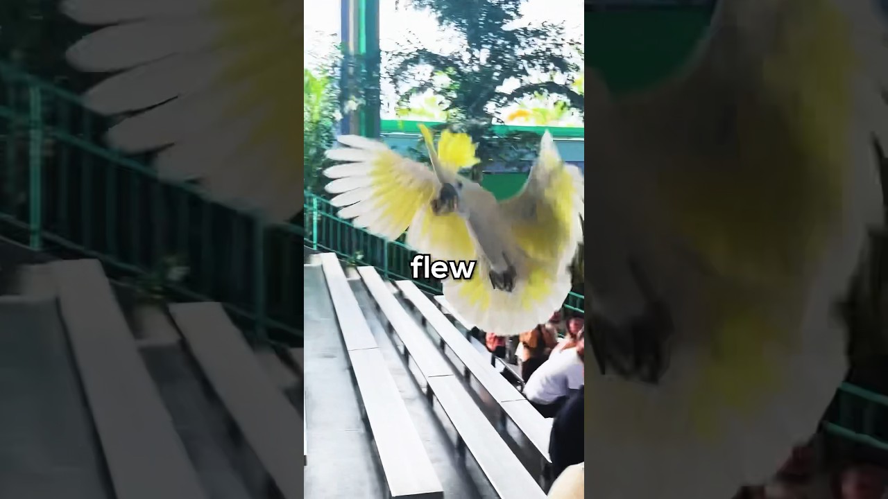 This Bird Gives $20 To My Friend