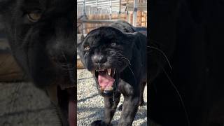 🔥BIG CAT ATTACKS MEN WENT VIRAL🐆#roar #jaguar #shortvideo