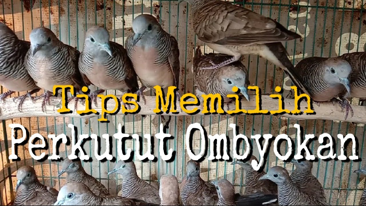 Memilih perkutut ombyokan 