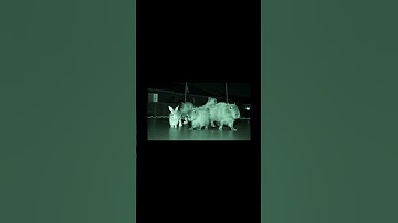 capybaras vs the bunnies #ai #capybara  #shorts #funny #memes