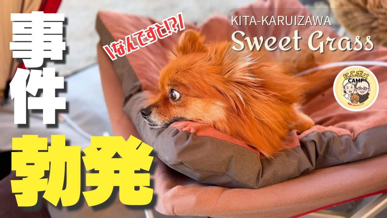 【盗難事件！？】犬連れには致命的…それでも結果オーライ！｜北軽井沢スイートグラス