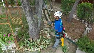 Celebrity General Pruning, Selective Thinning and End Weight Reduction. Net Worth