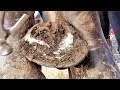 Poor horse needs help   trimming long overgrown hoof  so satisfying  what farriers see