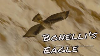 Download Lagu עיט ניצי / Bonelli's eagle MP3