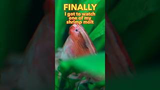 My Bamboo Shrimp Shed Its Exoskeleton Right In Front Of Me