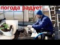 Не надо мучать себя и рассаду, пикирую томаты на улице...