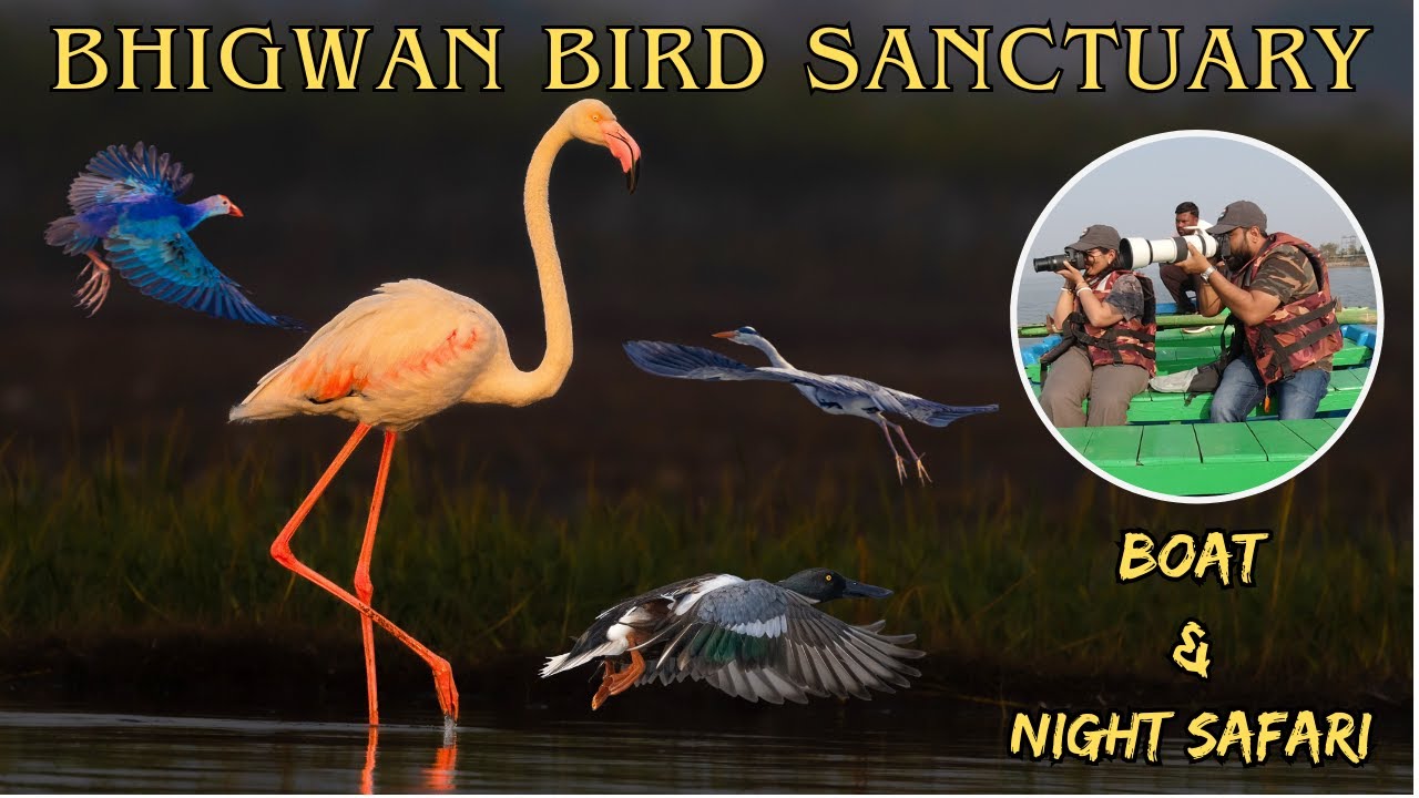 Bhigwan Bird Sanctuary | Flamingos | Boat Safari | Night Safari | Day trip from Pune | Eng Sub