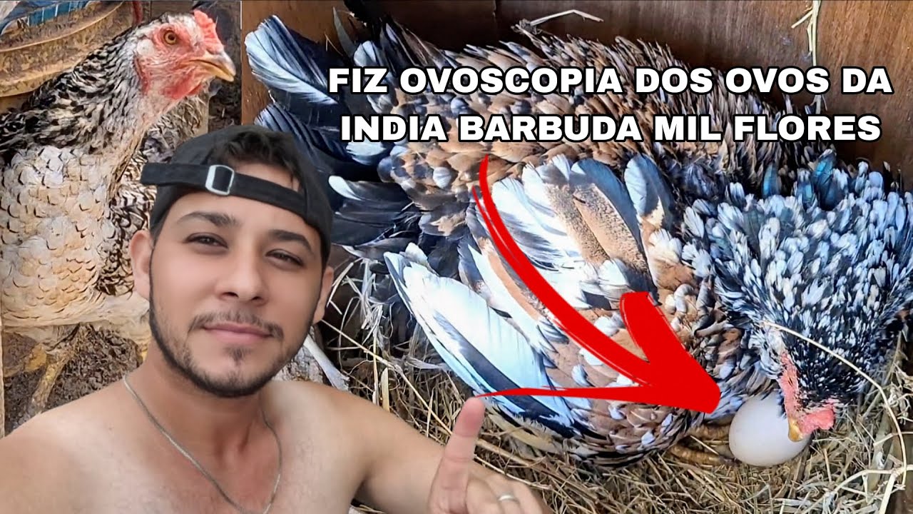 Atualização do galinheiro: Ovoscopia da galinha india barbuda mil flores e muda do galo reprodutor 