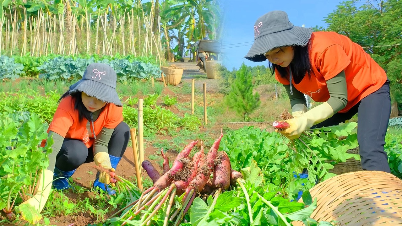Harvesting Red Radishes After 45 Days | Fresh From the Garden to the Market & Farm Cooking