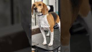 beagle #dog lovers#dog owners#dog grooming#pet stylist#dogs and puppies#