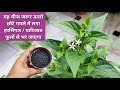 3 चीजों से हरसिंगार पारिजात छोटे गमले में भी पत्तियों से ज्यादा फूल देगा, Night jasmine fertilizer