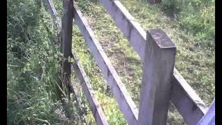 The Friendly Horse