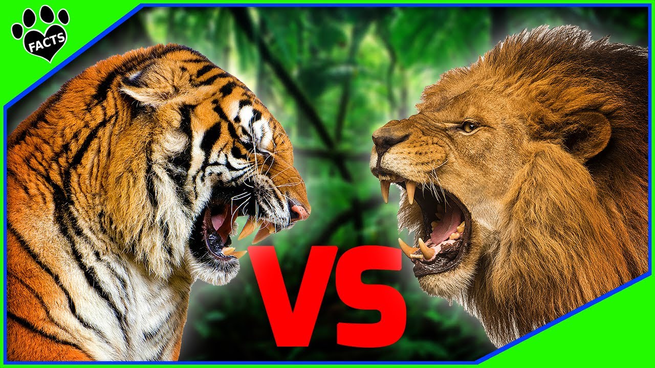 King Of The Jungle Lion Vs Tiger - YouTube