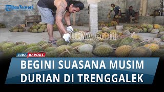 Musim Durian Trenggalek Sudah Tiba, Durian Lokal Ripto Masih Jadi Buruan Penggemarnya