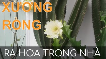 TRỒNG CÂY XƯƠNG RỒNG TRỤ RA HOA TRÊN BAN CÔNG TRONG NHÀ- Cereus Cactus bloom on bancony