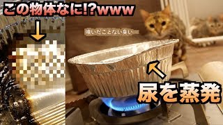 【閲覧注意】尿を蒸発させて残った成分が割と衝撃すぎる件、、、