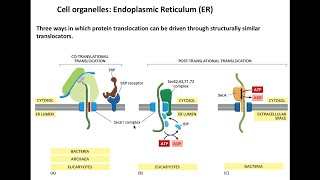 Lecture 2 Protein Translocation through translocons