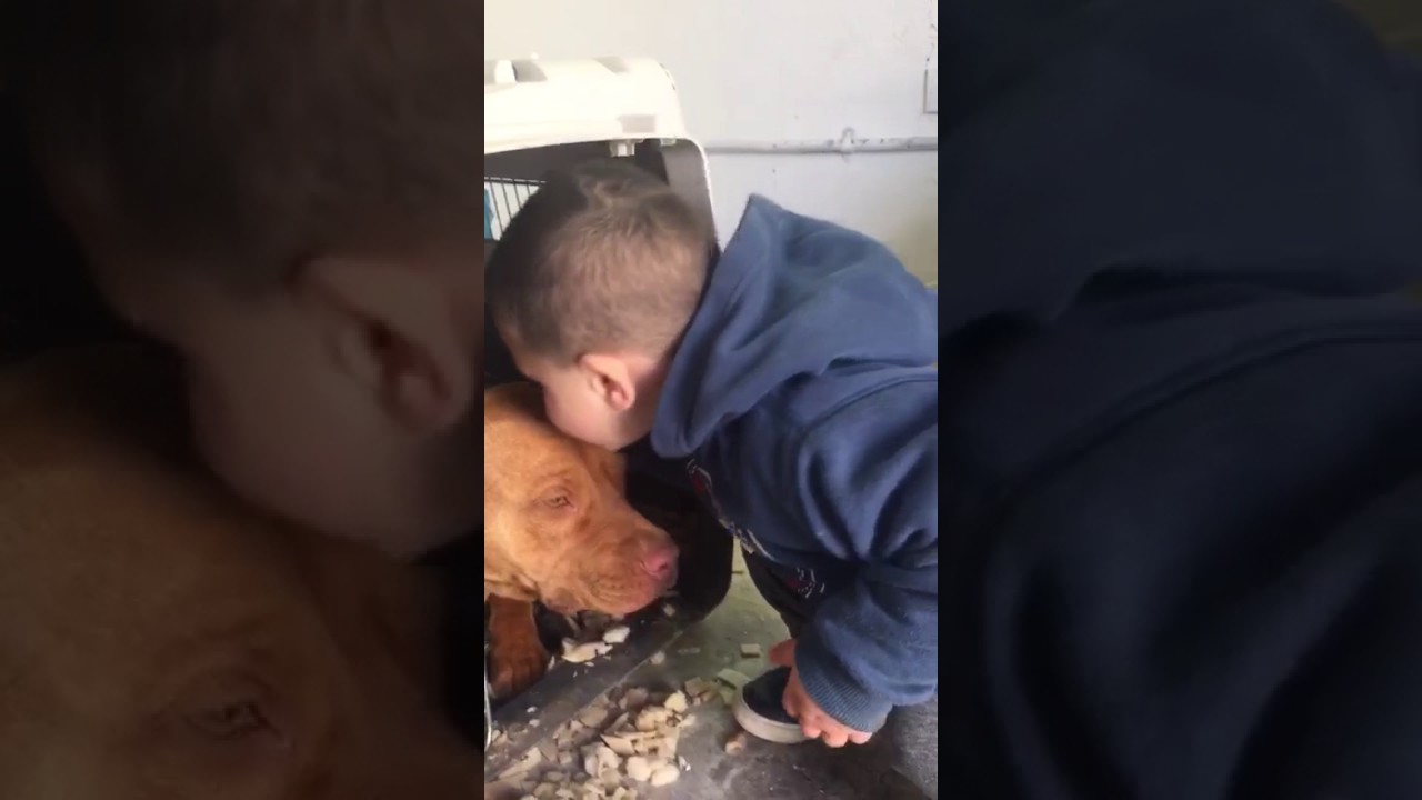 The Bagman Pitbull ( Chico Lopez )