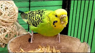 7 Hours Of Budgie Sounds