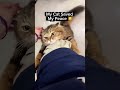 Please share the joy with your friends.  #animals   #funny  #pets #cutecats