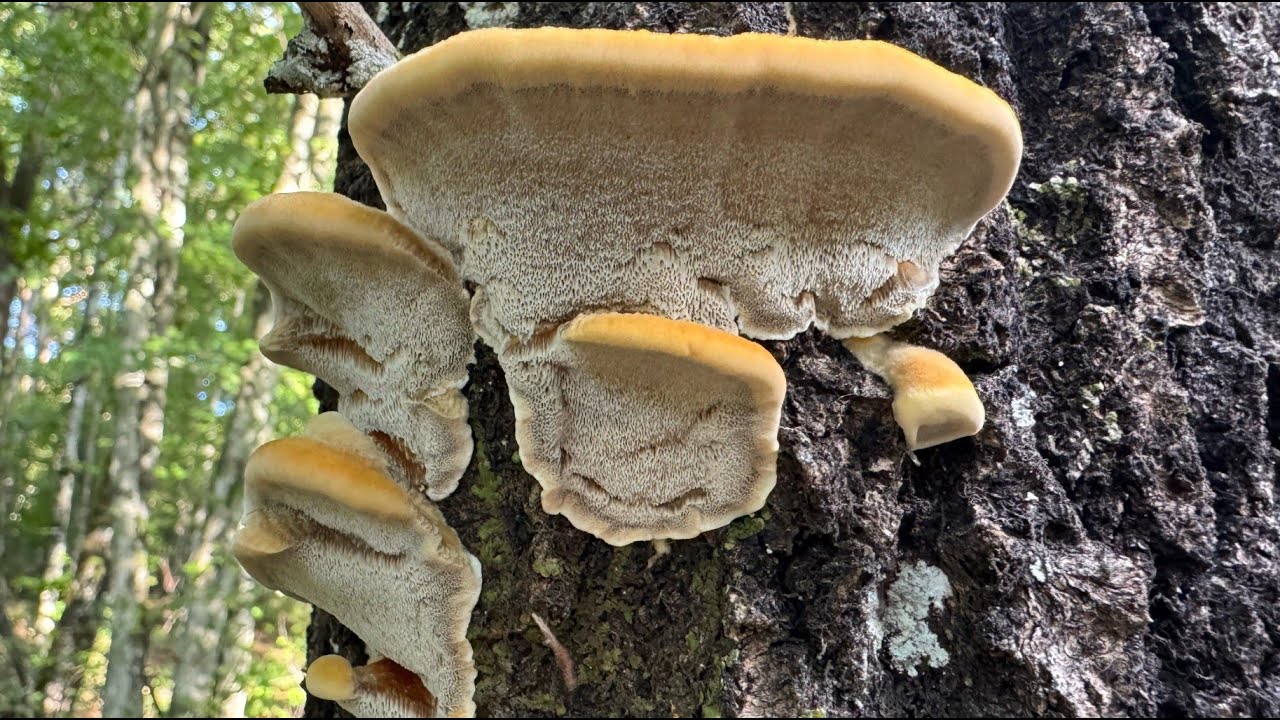 Inocutis rheades, September 20,  2025