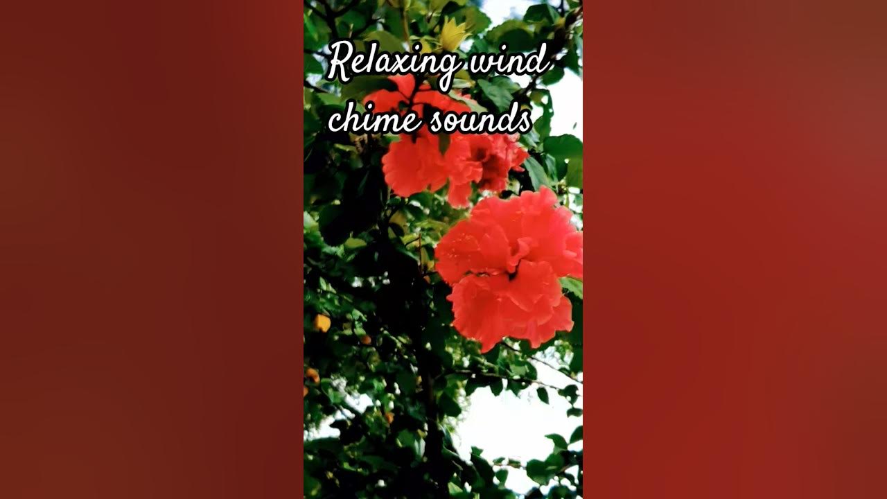 relaxing wind chime sounds#meditation#music#lovevibes#flower#nature#life #garden#Main agar #motivat relaxing wind chime sounds#meditation#music#lovevibes#flower#nature#life #garden#Main agar #motivat
