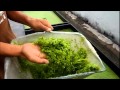 Duckweed Harvesting & Fish Feeding - Autopot Aquaponics