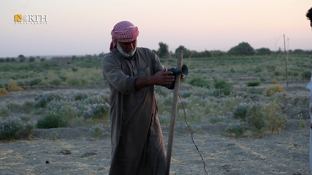 طقوس خاصة لموسم صيد طيور السمان 