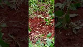 Celebrity Duplicate vs Replicate geochemical soil sampling Net Worth