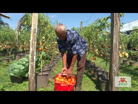 Video: Tomaat Witte Vlek
