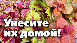 Колеусы. Украшают Сад Летом, А Дом - Зимой