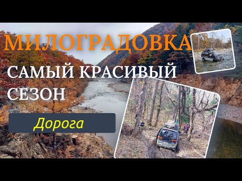 Приморье 2023. Милоградовка. Самый красивый сезон. Дорога