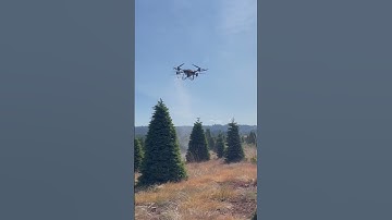 Drone Spraying Christmas Trees #djidronespray #agriculturalequipment #droneforagriculturalspraying
