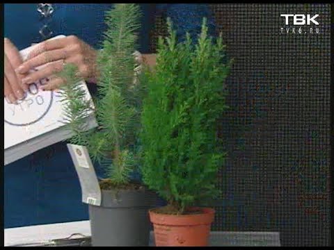 Хвойный микс уход в домашних условиях