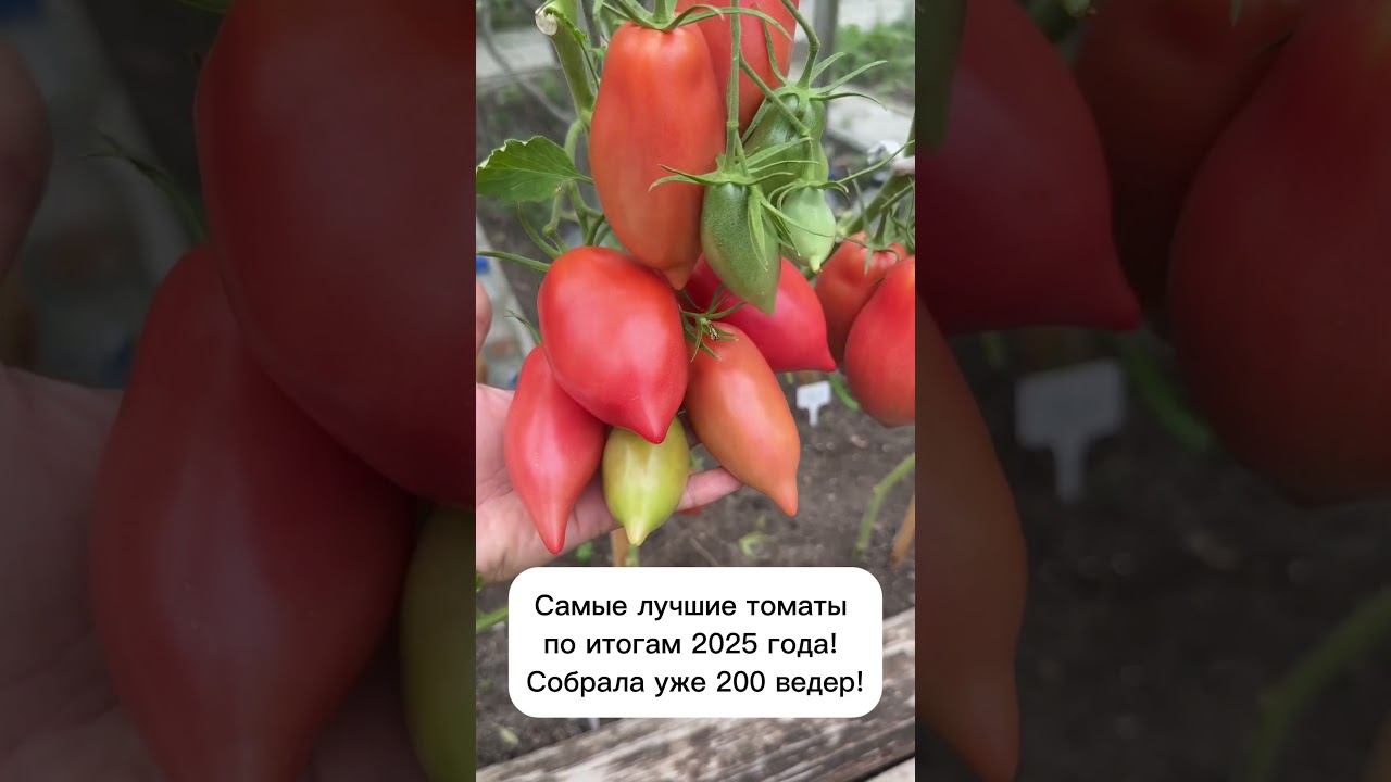 Самый лучший сорт томатов, 200 ведер собрала! Урожайность прекрасная! 