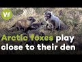 Arctic fox mom gets annoyed by her own cubs